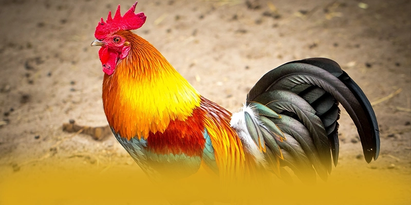 SUNWIN - Thương hiệu với phần thưởng siêu lớn được người chơi tin tưởng – Cập nhật ngay SUNWIN SUNWIN - Thương hiệu với phần thưởng siêu lớn được người chơi tin tưởng – Cập nhật ngay SUNWIN