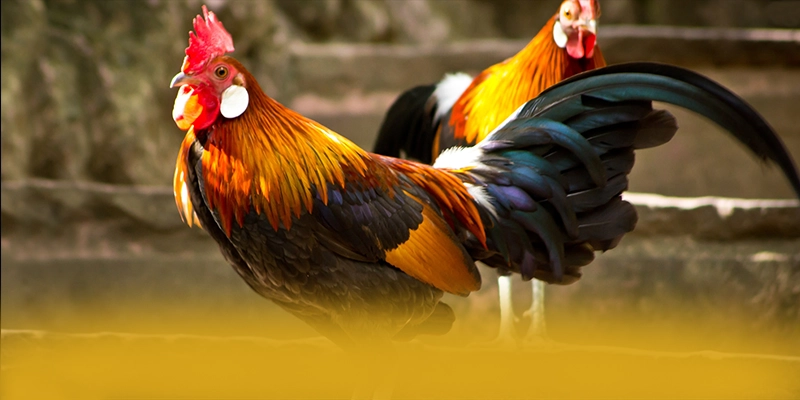 tỷ lệ kèo bóng đá - Cổng game với hệ thống bảo mật hiện đại tại Việt Nam – Cùng tìm hiểu tỷ lệ kèo bóng đá