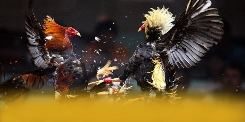 GEM88 - Ứng dụng giải trí được yêu thích trên thị trường – Cập nhật ngay GEM88