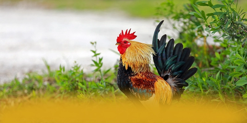 UU88 – Cổng giải trí chất lượng, đang làm mưa làm gió trên thị trường.