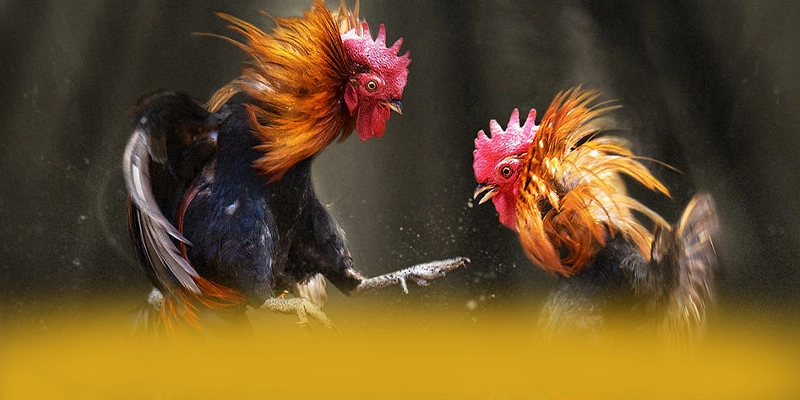 B52 - Tổng quan đánh giá từ trải nghiệm thực tế.