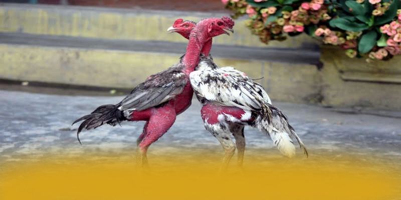 NK88 - Thương hiệu game uy tín đáng tin cậy được cộng đồng game thủ công nhận – Cập nhật thông tin về NK88