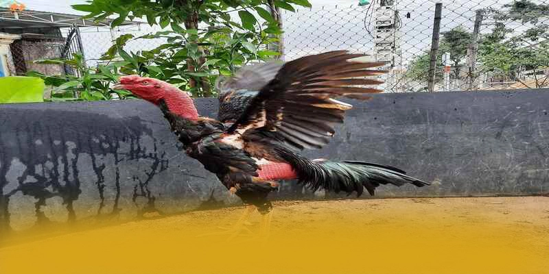 
Đánh giá NK88 - Cổng cá cược đẳng cấp được cộng đồng đánh giá cao
