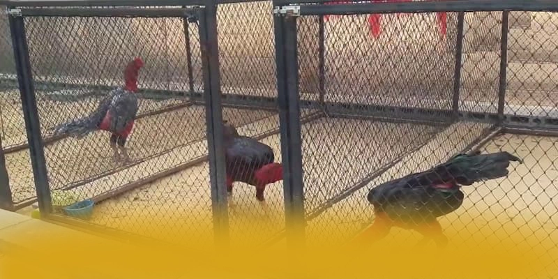 RR99 - Thương hiệu được yêu thích hiện nay